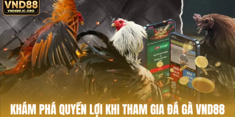 Khám phá quyền lợi khi tham gia đá gà VND88 