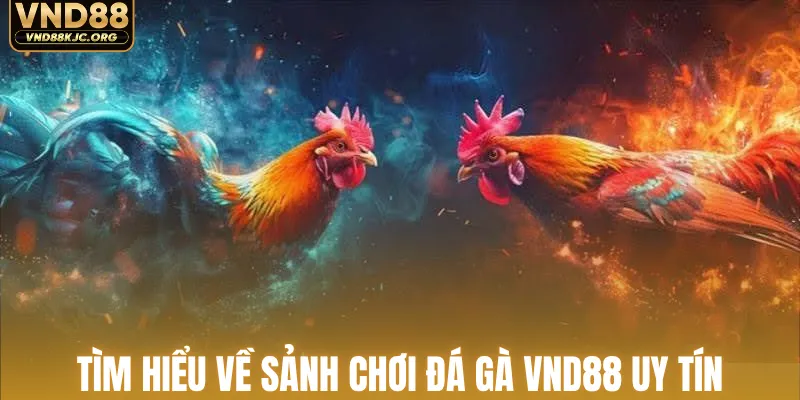 Tìm hiểu về sảnh chơi đá gà VND88 uy tín
